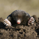 Illustration for article titled The mystery of the moles sixth finger